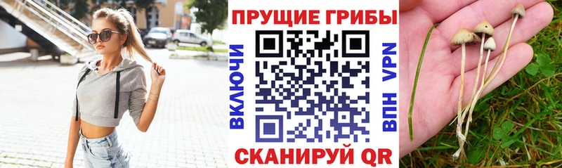 MEGA ТОР  Елабуга  Псилоцибиновые грибы Psilocybine cubensis 